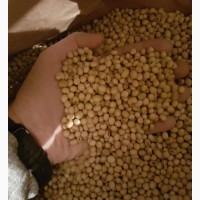 Максус насіння сої раундап (США) перша репродукція