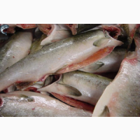 Горбуша свежемороженная рыба морепродукты