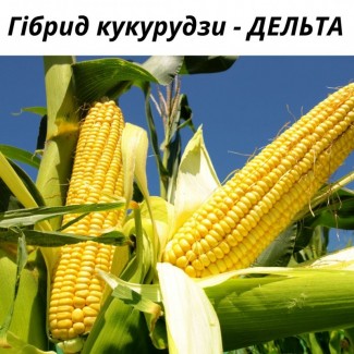 Продам. Семена кукурузи Дельта. Европейская селекция ФАО 280