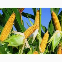 Продам кукурудзу Тернопільська область, 1500 тонн