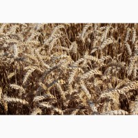 Куплю елітне насіння озимої пшениці