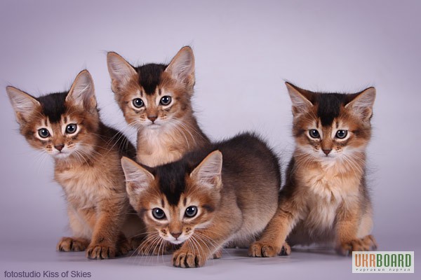 Фото 1/3. Сомалийские котята. Фото, видео