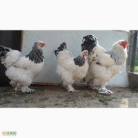 Цыплята брамы