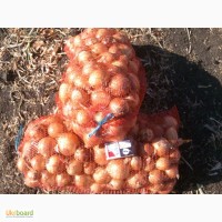 Продам лук, морковь, свеклу от производителя в Одессе