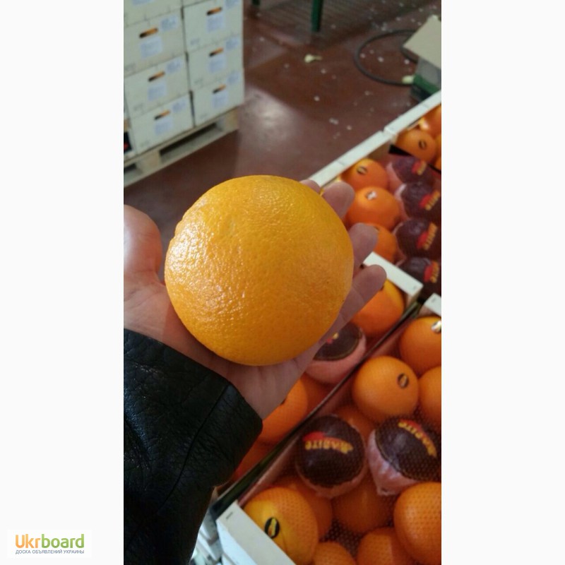 Фото 2. Апельсины из Пакистана, Египта. Прямые поставки