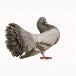 Продам голубей и декоративных курей