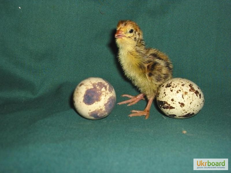 Фото 2. Яйца, цыплята перепелов
