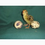 Яйца, цыплята перепелов