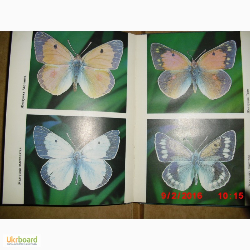 Фото 4. Книга о бабочках