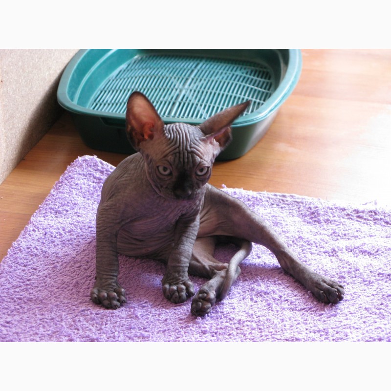 Фото 2. Продам очаровательных котят породы Канадский сфинкс