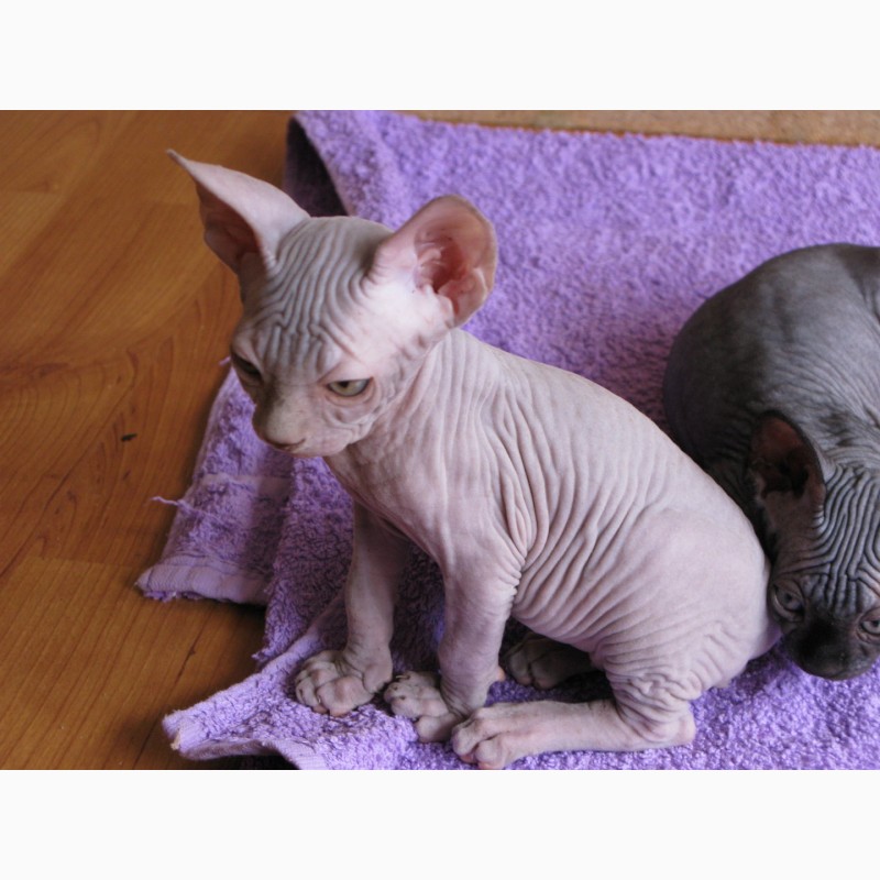 Фото 4. Продам очаровательных котят породы Канадский сфинкс