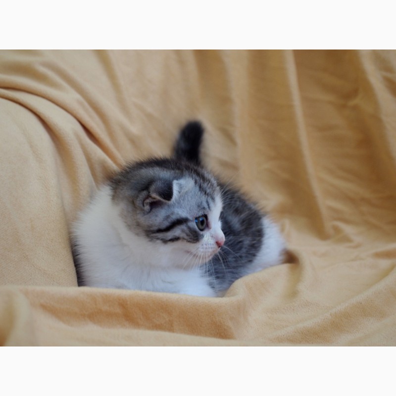 Фото 12. Шотландски котята, продажа