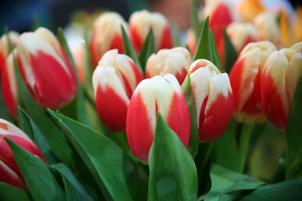 Фото 2. Продаются луковицы тюльпанов на выгонку на 8 марта, Мелитополь