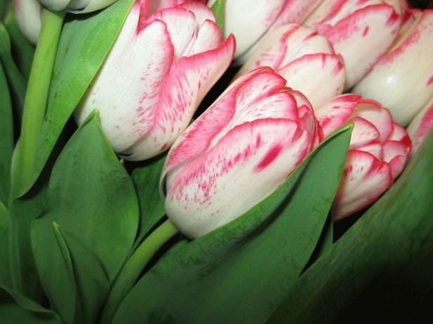 Фото 4. Продаются луковицы тюльпанов на выгонку на 8 марта, Мелитополь