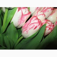 Продаются луковицы тюльпанов на выгонку на 8 марта, Мелитополь