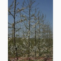 Продам 2- х летние саженцы Вишнии много других растений (опт от 1000 грн)