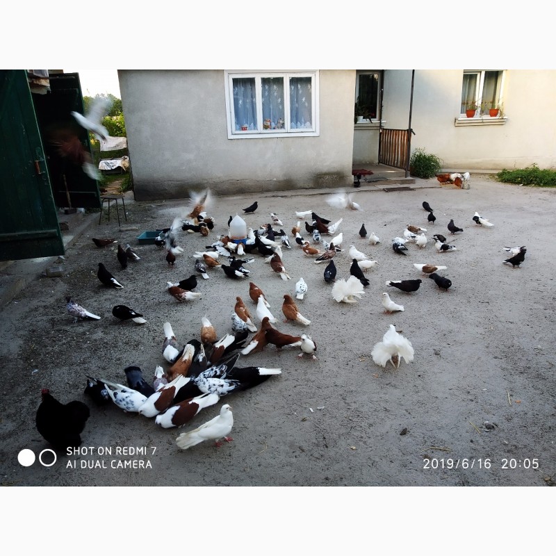 Фото 1/1. Розпродаж миколаївських голубів
