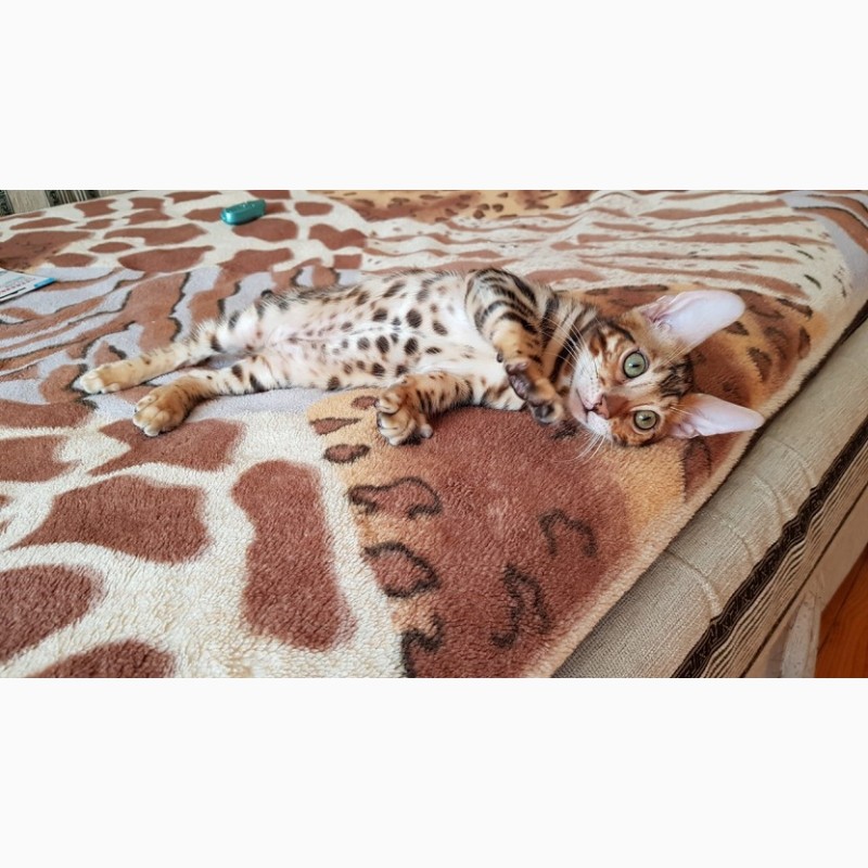 Фото 1/3. Бенгальская кошка. Продажа котят бенгальской кошки