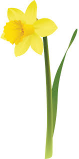 Фото 1/4. Нарциссы белые и жёлтые с луковицами, рассада