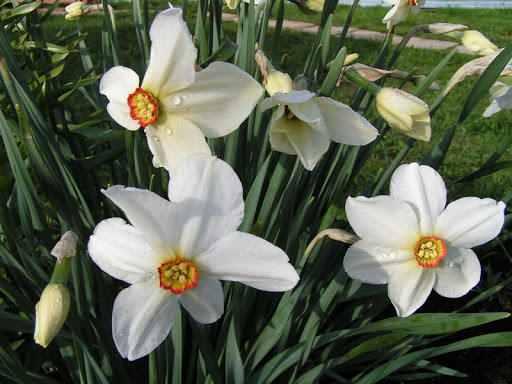 Фото 2. Нарциссы белые и жёлтые с луковицами, рассада