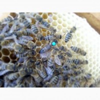 Пчеломатки неплідні та плідні бджоломатки Карніка “ПЕШЕЦ” та Українська степова