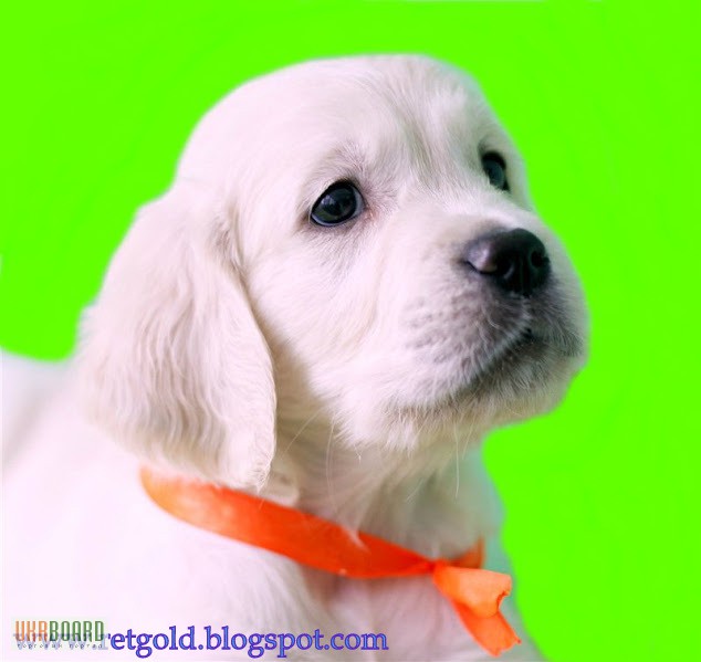 Фото 1/18. Золотистый ретривер, щенки лучшей семейной собаки на сайте + видео