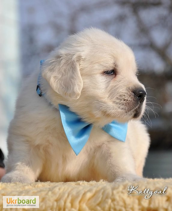 Фото 4. Золотистый ретривер, щенки лучшей семейной собаки на сайте + видео