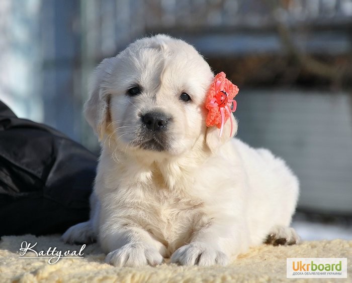 Фото 5. Золотистый ретривер, щенки лучшей семейной собаки на сайте + видео