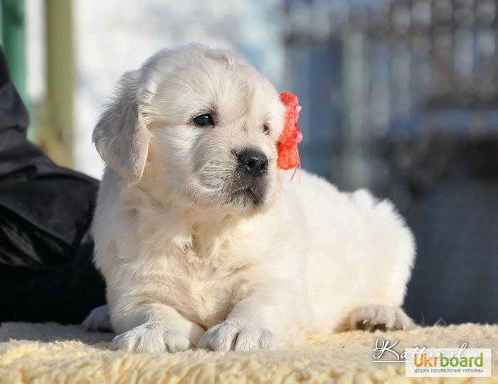 Фото 6. Золотистый ретривер, щенки лучшей семейной собаки на сайте + видео