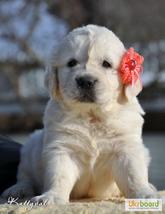 Фото 7. Золотистый ретривер, щенки лучшей семейной собаки на сайте + видео