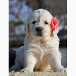 Золотистый ретривер, щенки лучшей семейной собаки на сайте + видео