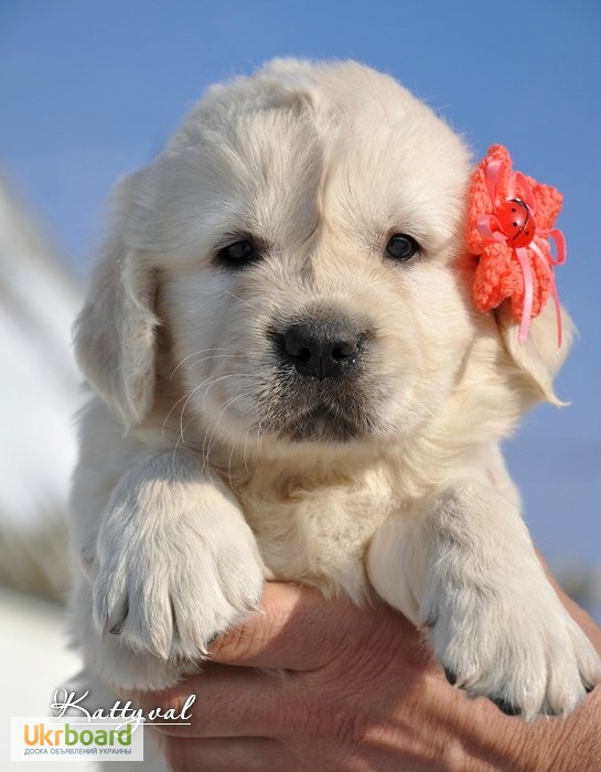 Фото 8. Золотистый ретривер, щенки лучшей семейной собаки на сайте + видео