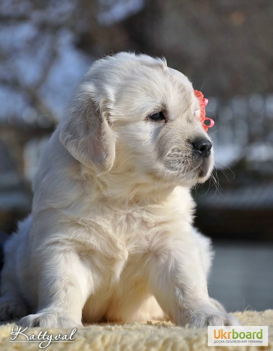 Фото 9. Золотистый ретривер, щенки лучшей семейной собаки на сайте + видео