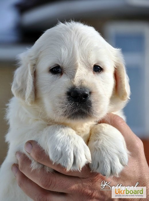 Фото 10. Золотистый ретривер, щенки лучшей семейной собаки на сайте + видео