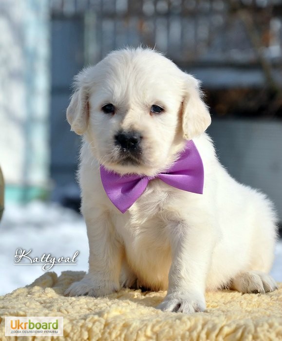 Фото 12. Золотистый ретривер, щенки лучшей семейной собаки на сайте + видео