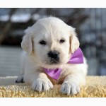 Золотистый ретривер, щенки лучшей семейной собаки на сайте + видео