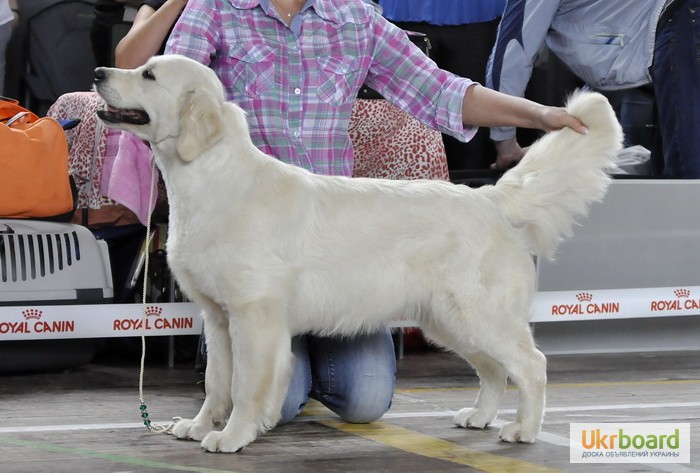Фото 17. Золотистый ретривер, щенки лучшей семейной собаки на сайте + видео