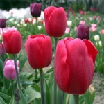Продам оптом цветы тюльпана к 8 Марта!!!