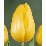 Продам оптом цветы тюльпана к 8 Марта!!!