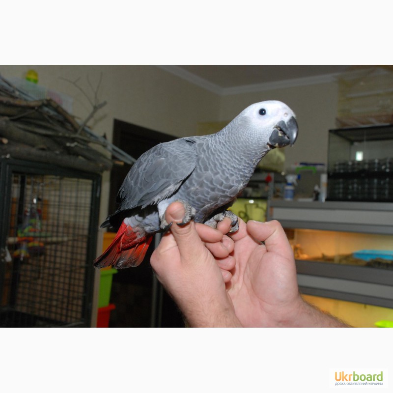 Фото 2/2. Ручний папуга Жако 2 роки хлопчик