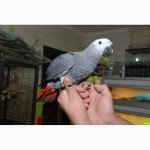 Ручний папуга Жако 2 роки хлопчик