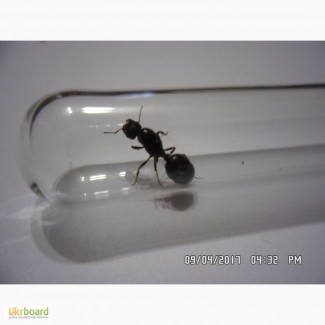 Мессор-структор или муравей жнец(колония муравьев)