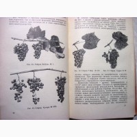 Филлоксера и меры борьбы с ней Казас 1960 Виноградная Мероприятия Распространение Описание