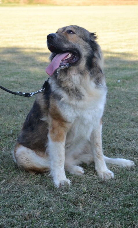 Фото 3/8. Caucasian Shepherd female