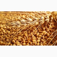 Високоякісне насіння озимої пшениці елітних сортів врожаю 2020 року