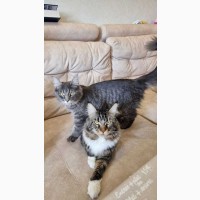 Maine coon котята от родителей класса breed. Украина