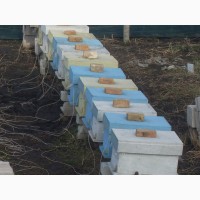 Бджолопакети бджоли пакети пчелы Карника на 6-ти 230 рамках Рута