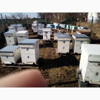 Бджолопакети бджоли пакети пчелы Карника на 6-ти 230 рамках Рута