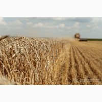Продам пшеницю 3 клас, 770 тонн, Вінницька обл, Райгард