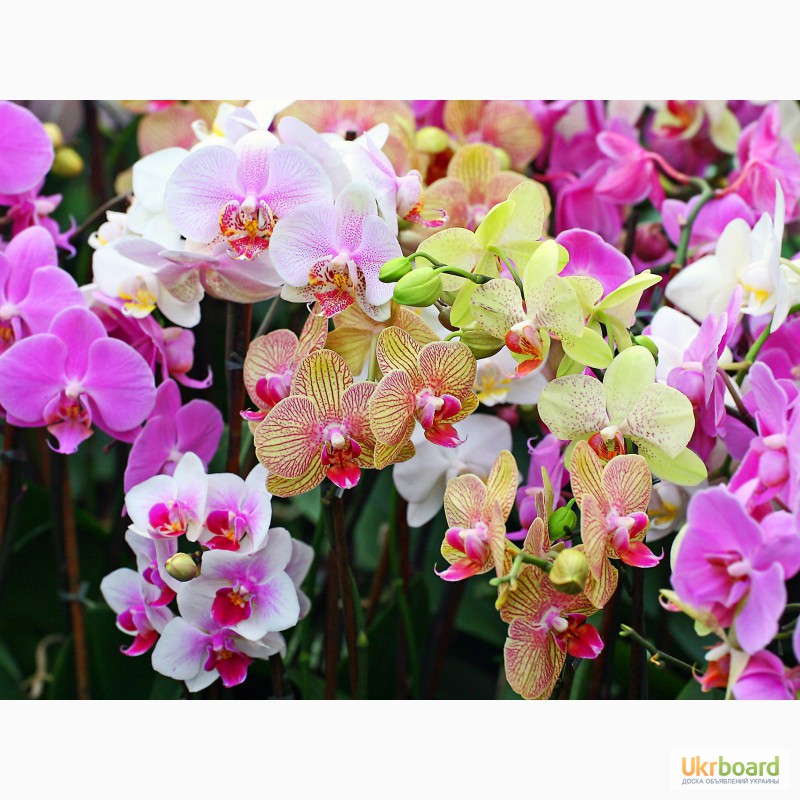 Фото 1/19. Орхидеи, фаленопсис, черная орхидея, мильтония, камбрии под заказ